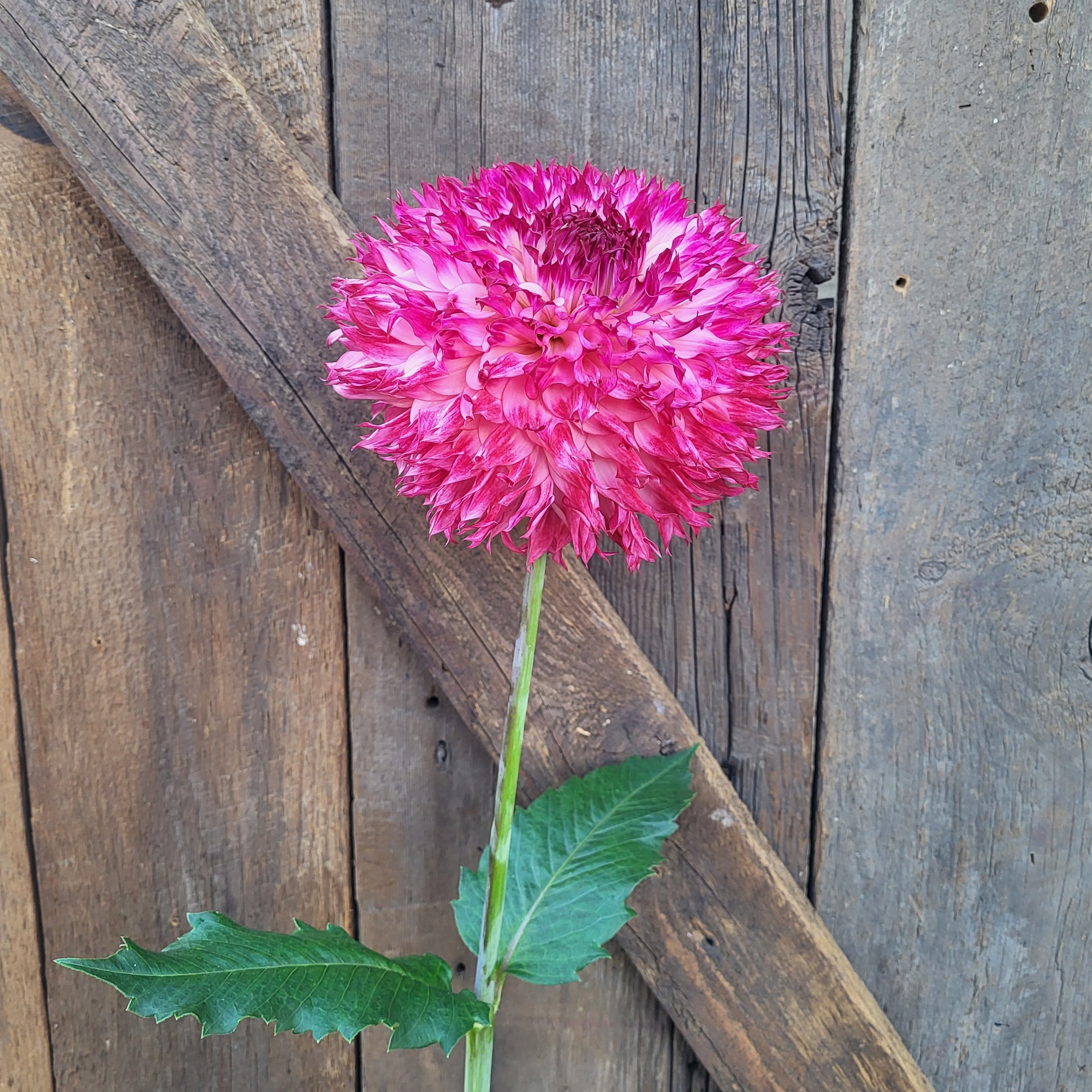 Windhaven Puff B-LC-DB-DP/PK — Crazy 4 Dahlias